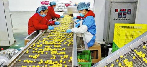 在農村辦這3個小型加工廠很 吃香 ,投資小,干好了比打工強